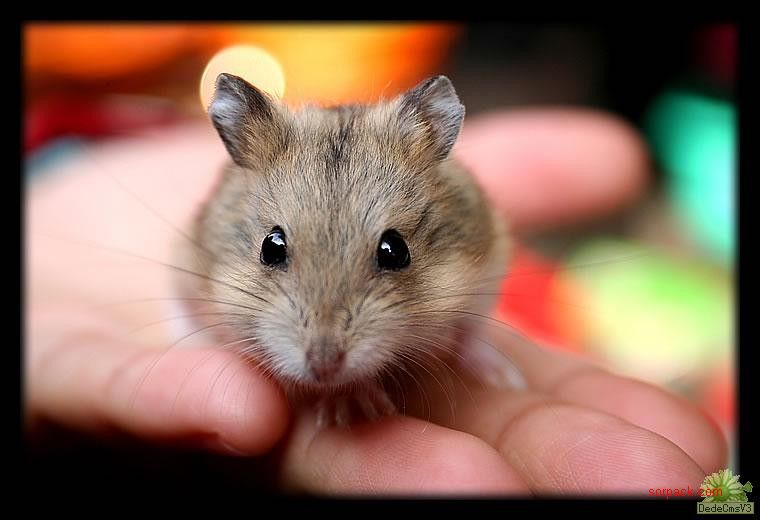 ͼƬ��������´��ڴ򿪲鿴