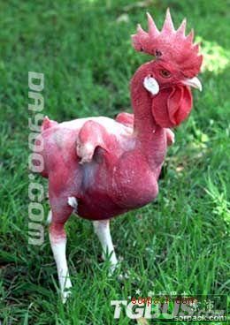 dvubb 图片点击可在新窗口打开查看