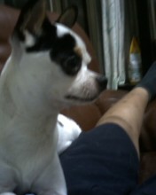 dvubb 图片点击可在新窗口打开查看