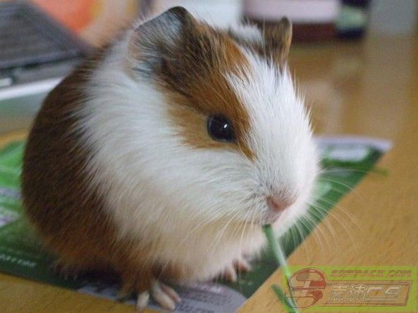 ͼƬ��������´��ڴ򿪲鿴