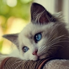 ���ӳ�2ͷ��